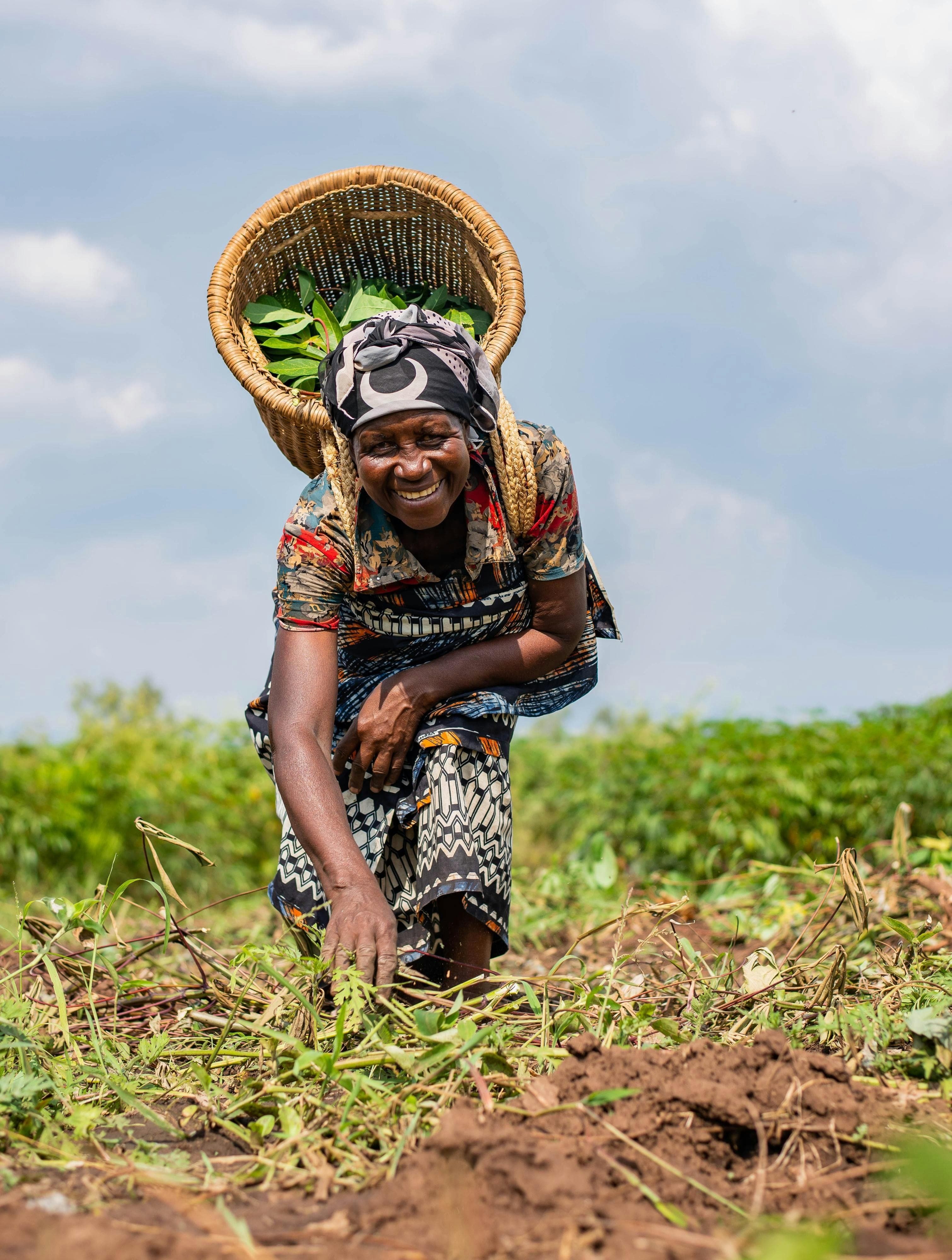 Smiling African woman farmer harvesting crops in a field